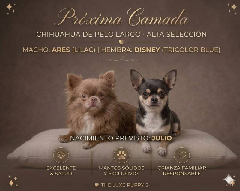 Próxima camada de Chihuahua