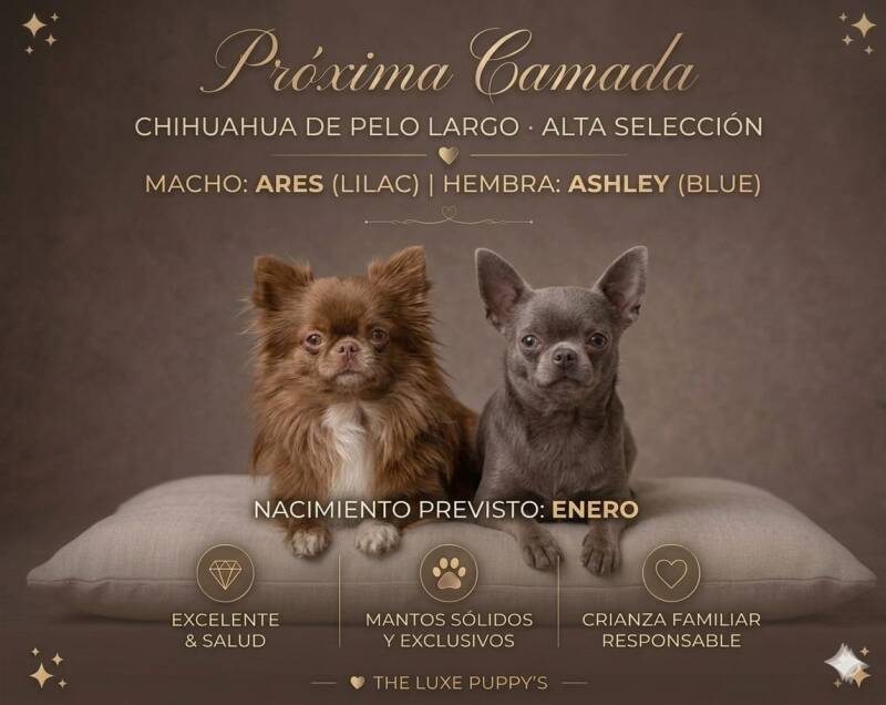 Próxima camada de Chihuahua