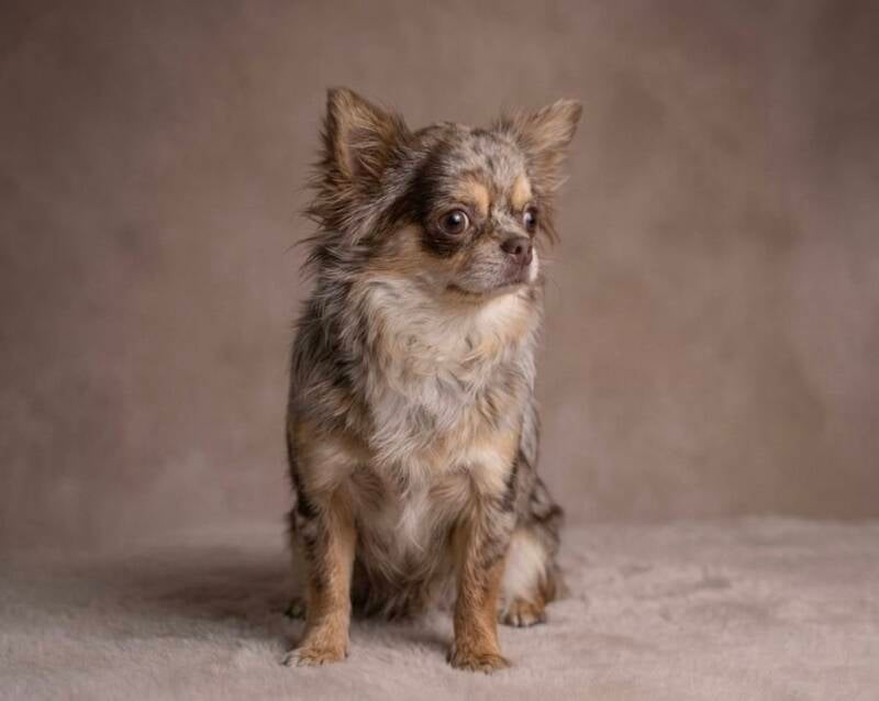 Chihuahua Merle pelo largo