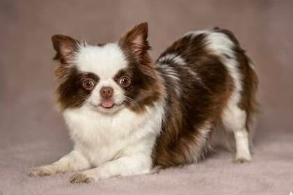 Chihuahua bicolor chocolate