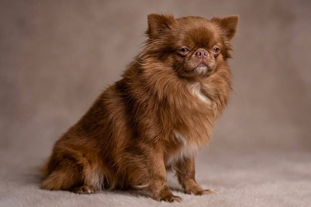 Chihuahua lilac bronce de pelo largo