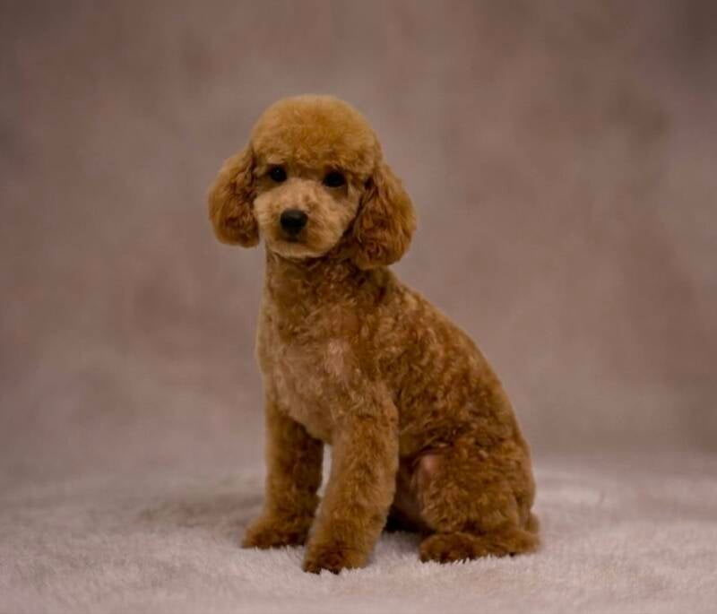 Caniche toy rojo 
