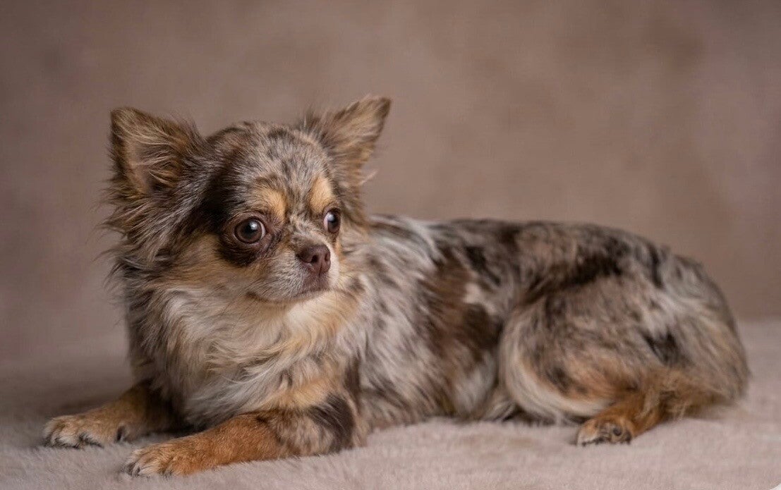 Chihuahua Merle pelo largo
