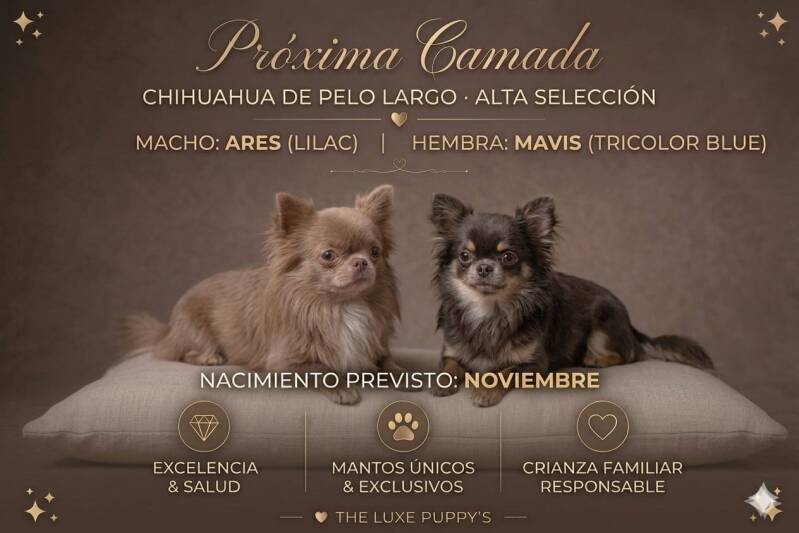 Próxima camada de chihuahuas