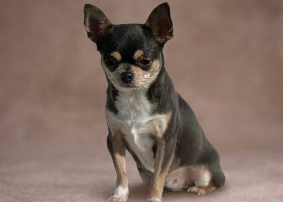 Chihuahua tricolor blue