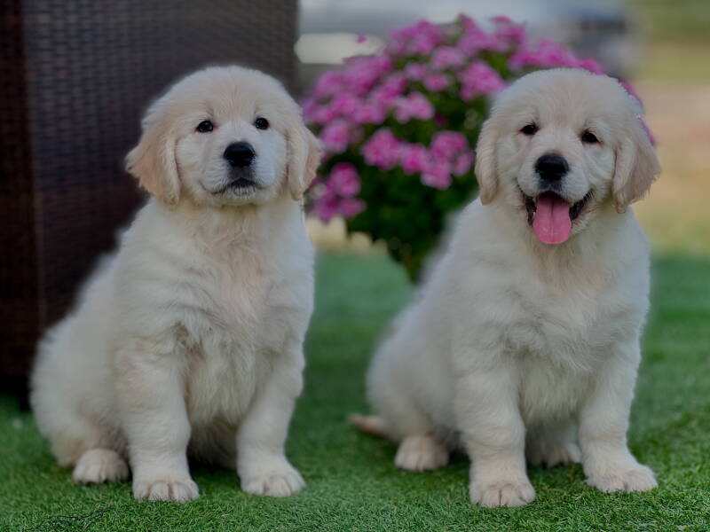 Cachorros de golden retriever