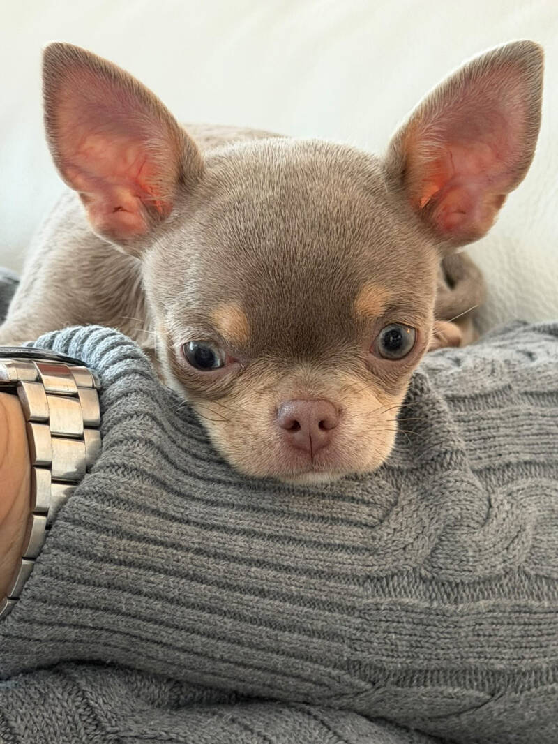 Chihuahua tricolor lilac pelo corto 