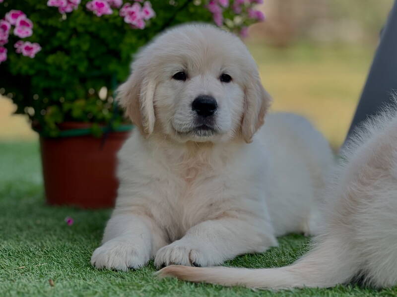 Cachorro de golden retriever 