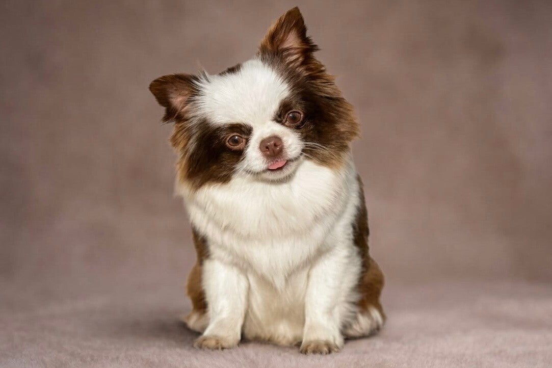 Chihuahua bicolor chocolate