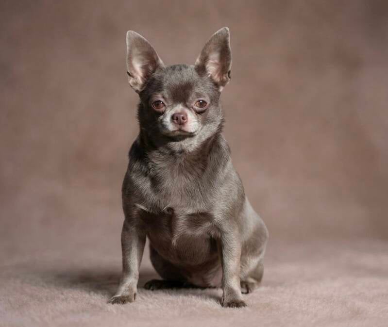 Chihuahua lilac pelo corto