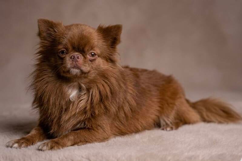 Chihuahua lilac bronce de pelo largo