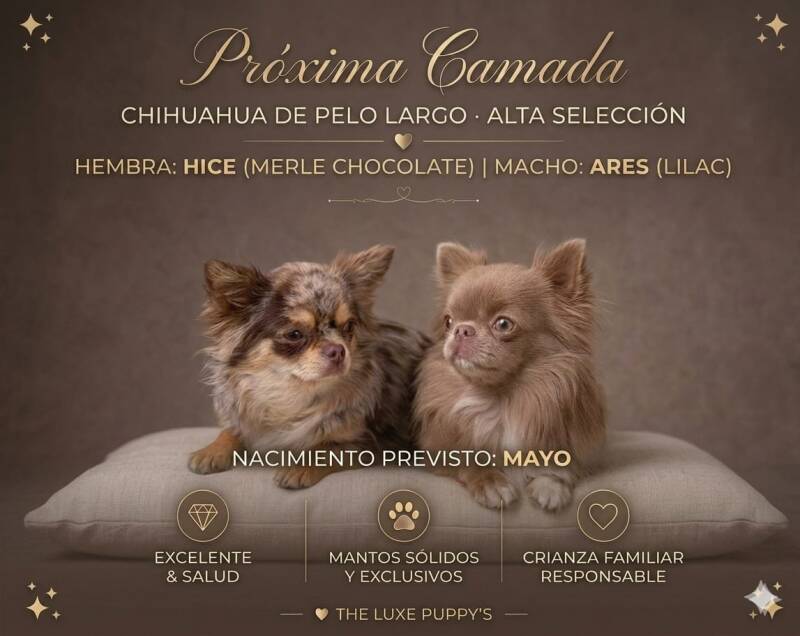 Próxima camada de Chihuahua