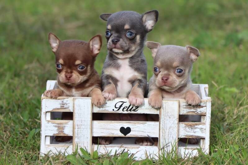 Cachorros de Chihuahua de todos los colores en tricolor 