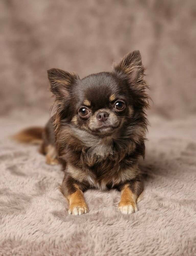Chihuahua tricolor Blue de pelo largo