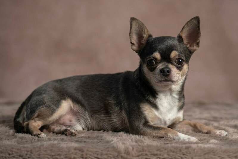 Chihuahua tricolor Blue 