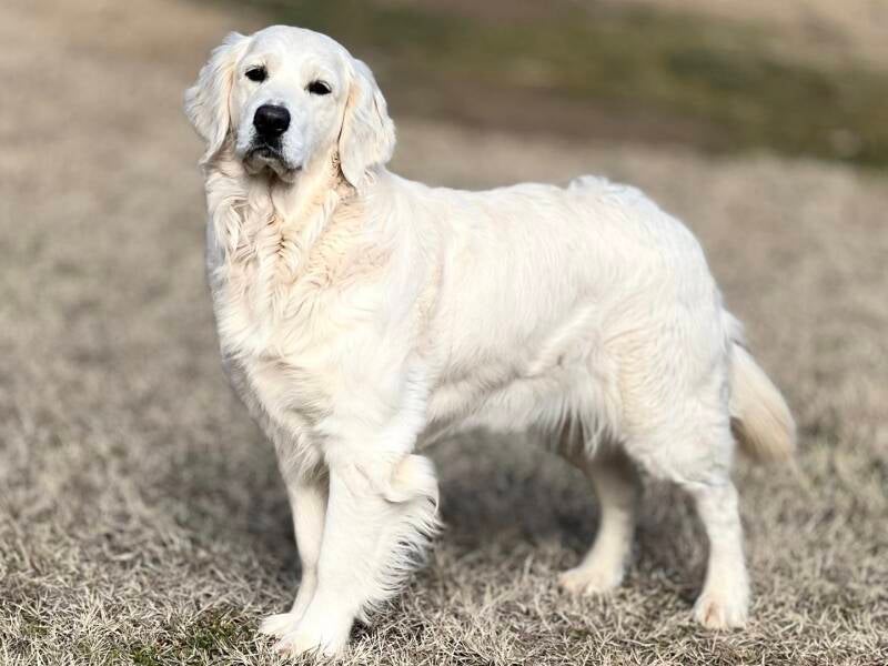 Golden retriever blanco