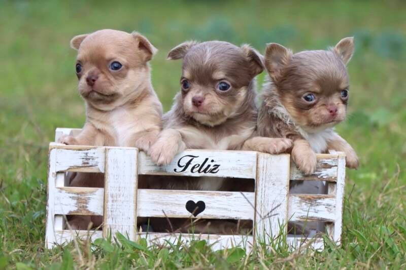 Cachorros de Chihuahua tricolor lilacs 