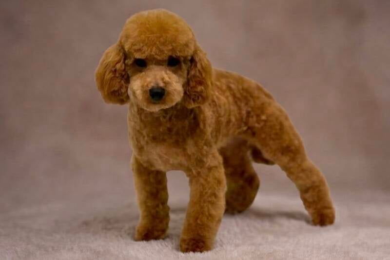 Caniche toy rojo