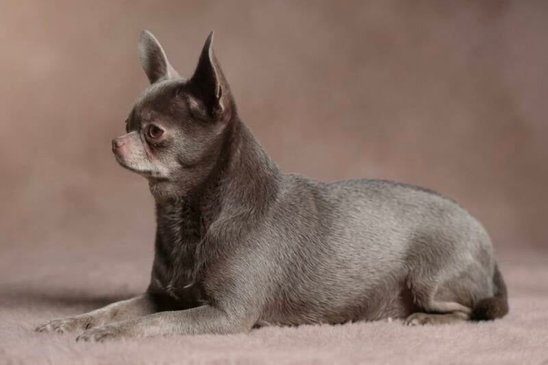 Chihuahua lilac pelo corto