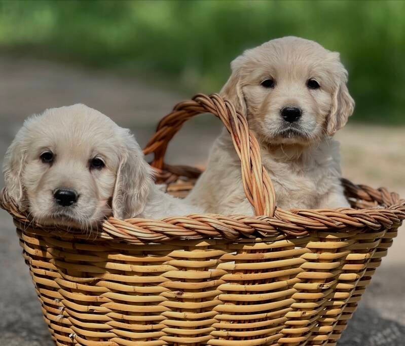 Cachorros de golden retriever 