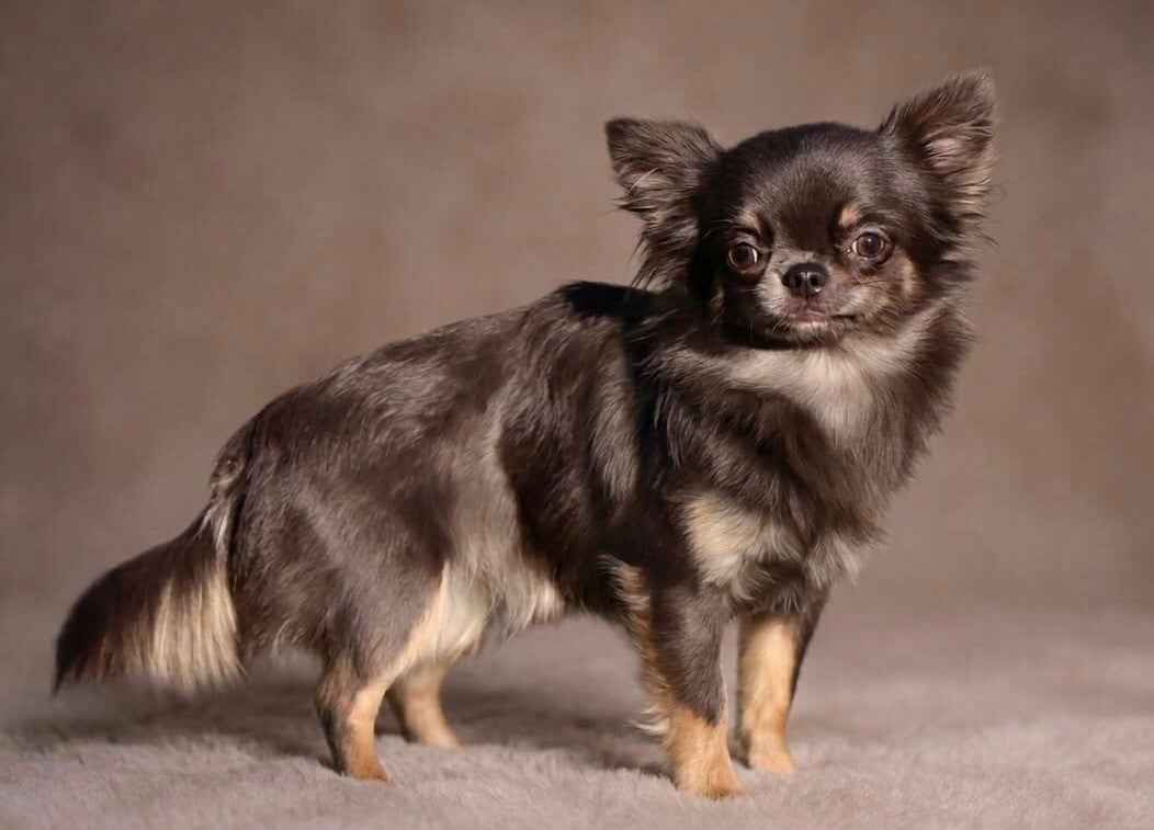 Chihuahua tricolor Blue de pelo largo