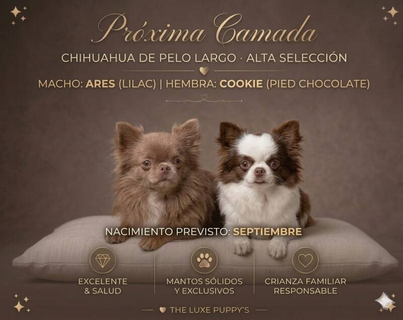 Próxima camada de Chihuahua