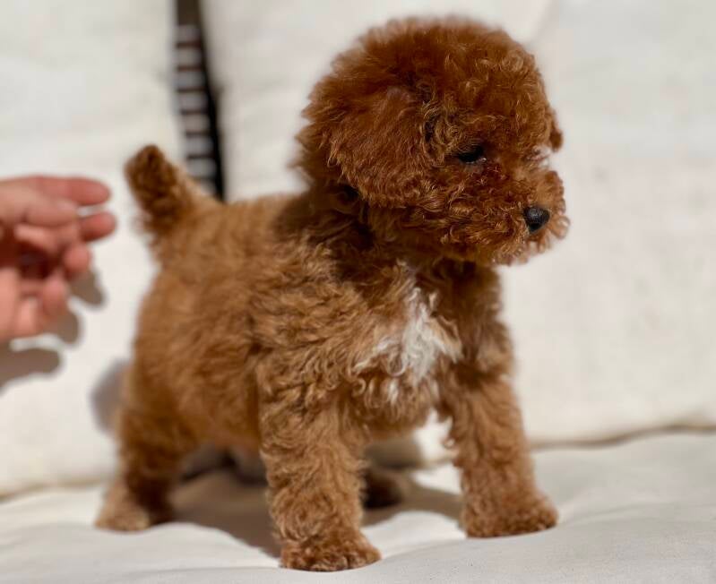Caniche toy rojo 