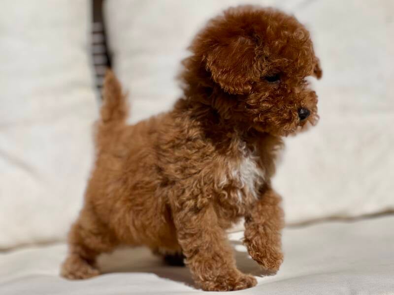 Caniche toy rojo