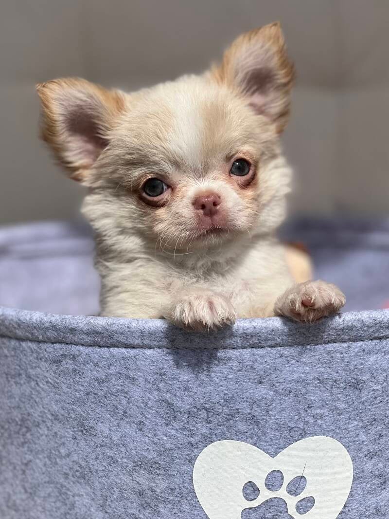Chihuahua Platinum de pelo largo 
