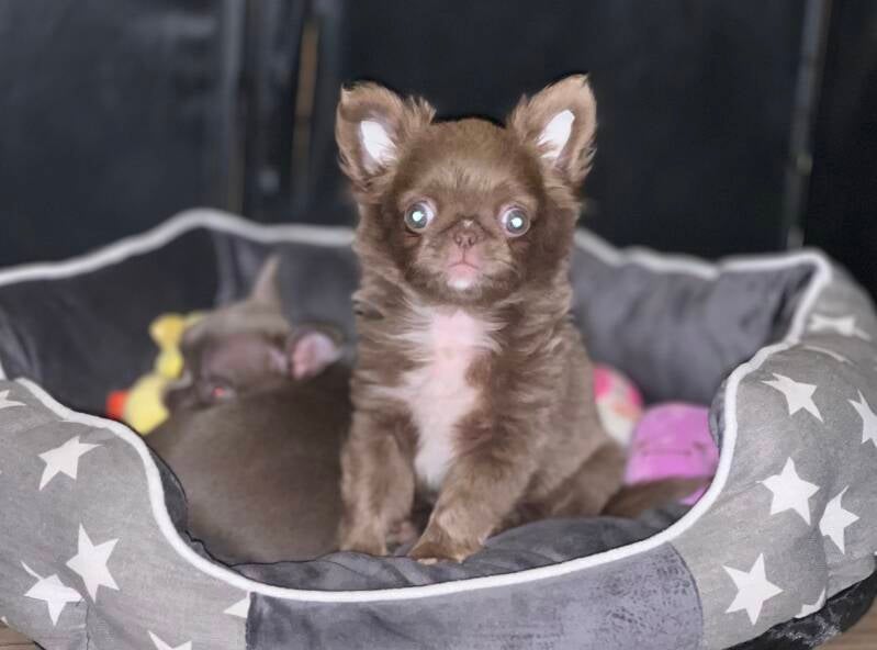 Chihuahua lilac pelo largo 