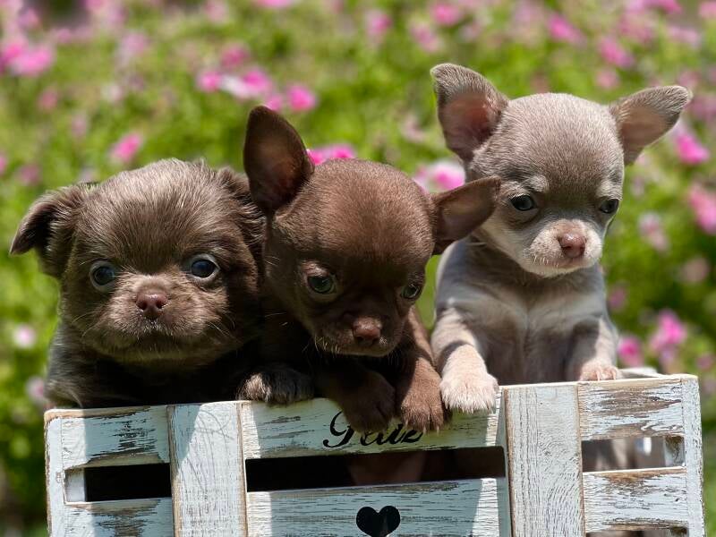 Cachorros de Chihuahua de diferentes colores 