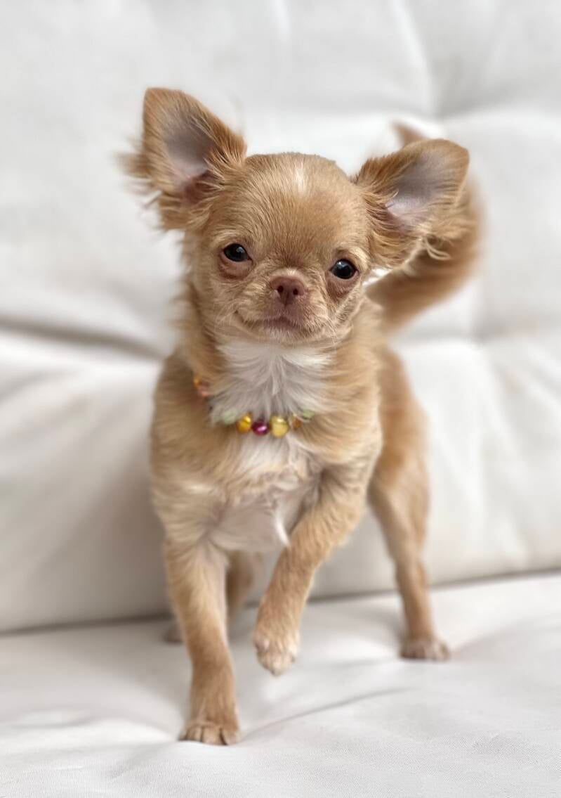 Chihuahua Gold pelo largo