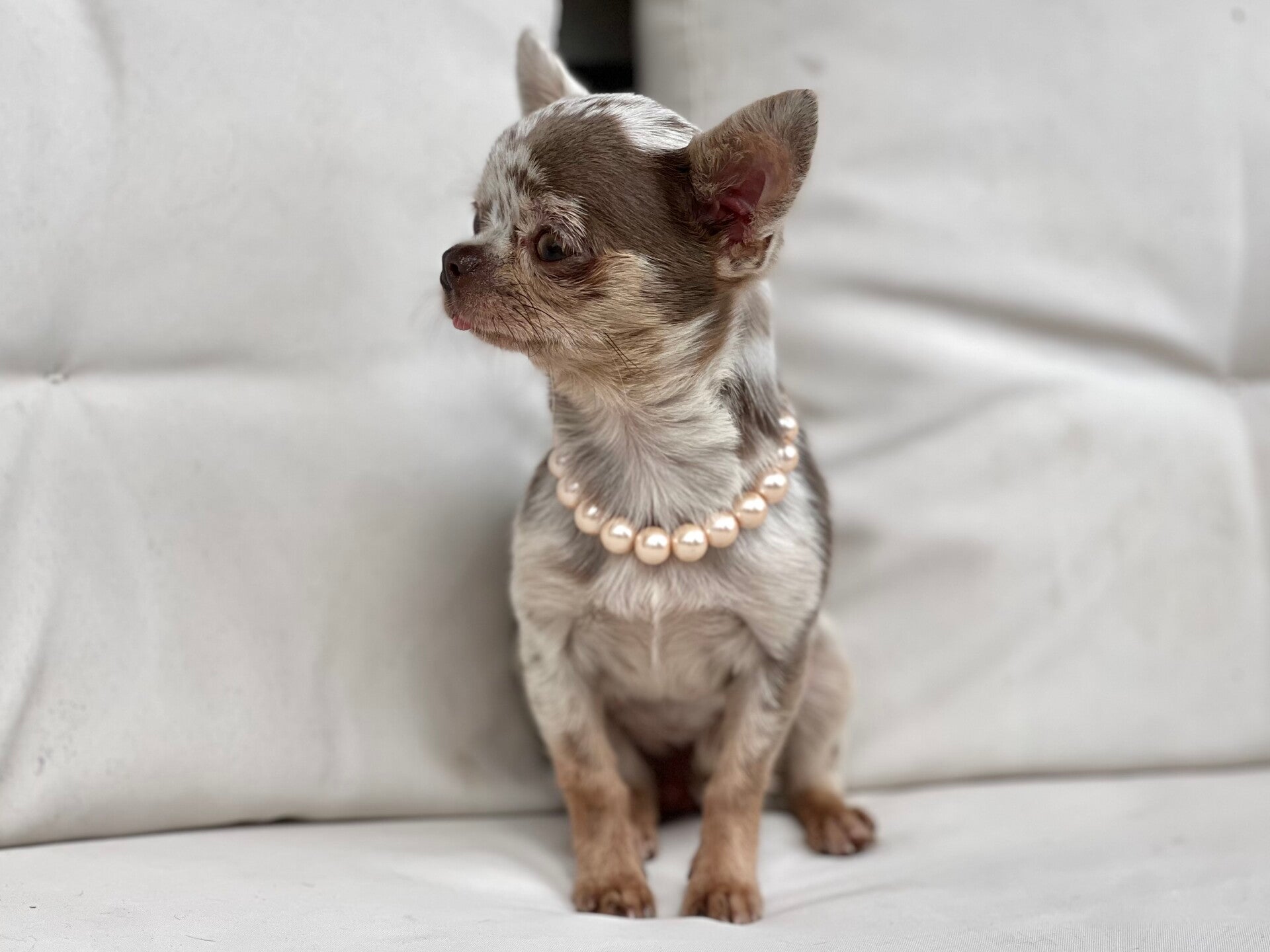 Chihuahua lilac Merle pelo corto 