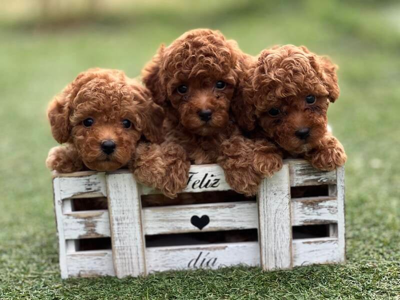 Cachorros de caniche toy rojos 