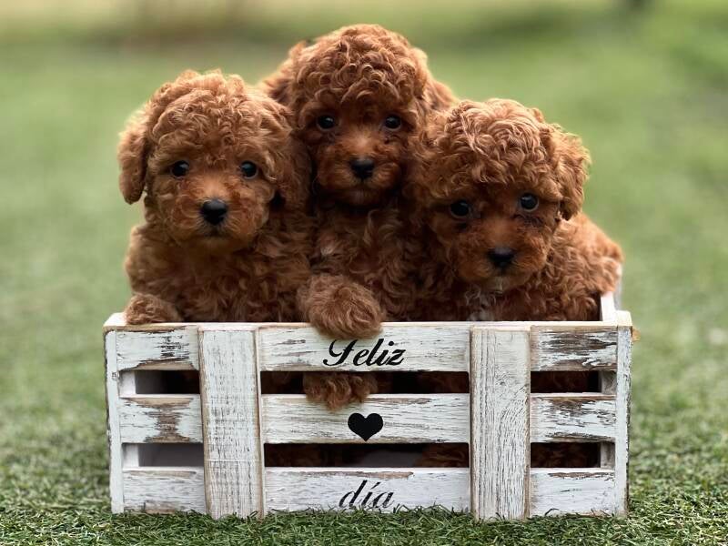 Cachorros de caniche toy rojos 