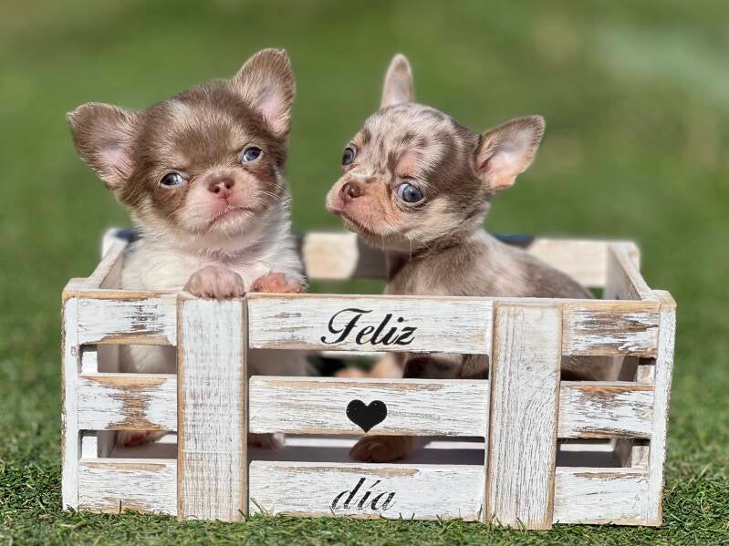 Cachorros de Chihuahua de pelo largo i corto 
