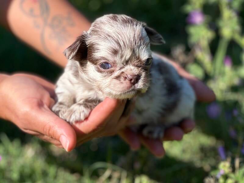 Chihuahua Merle de pelo largo 