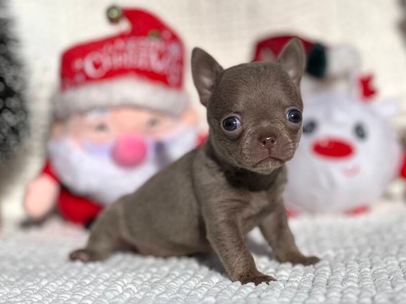 Chihuahua Blue pelo corto 