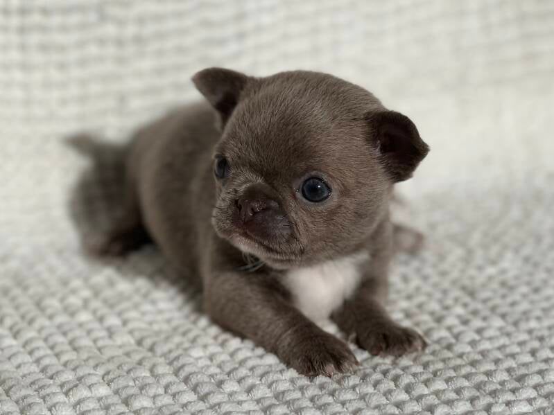 Chihuahua Blue pelo corto 