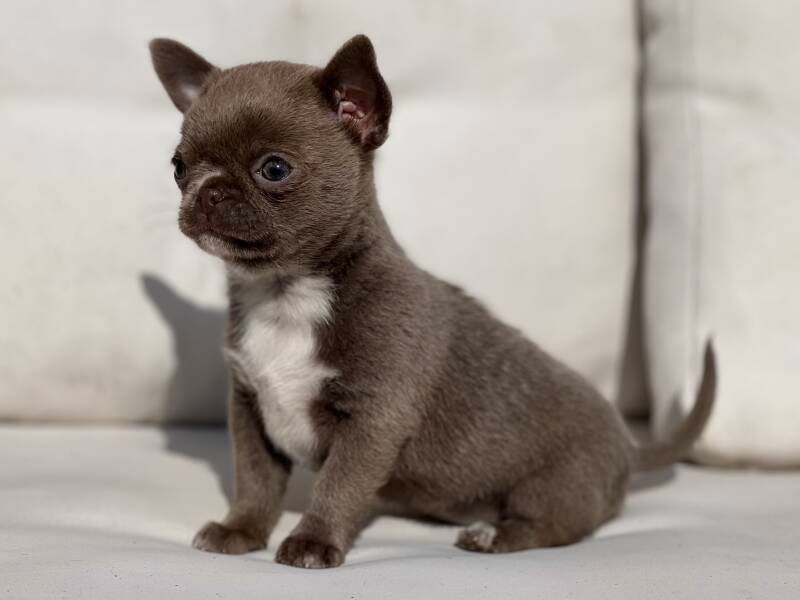 Chihuahua Blue pelo corto 