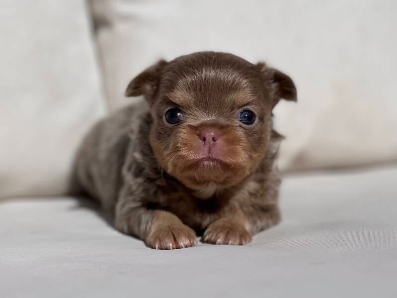 Chihuahua tricolor lilac pelo largo 