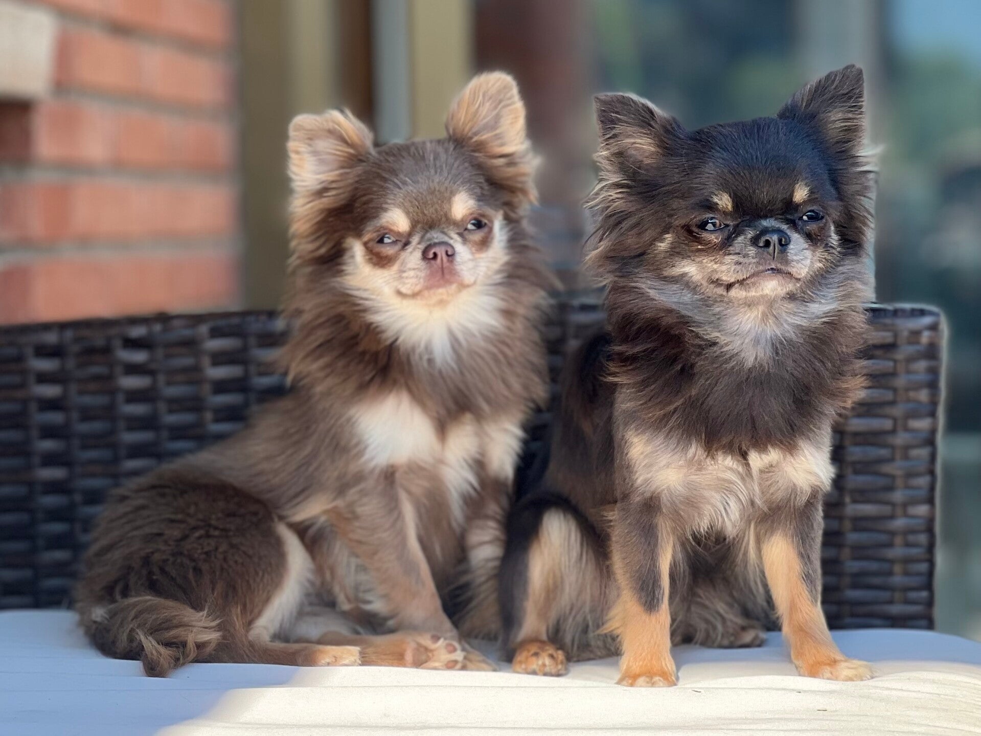 Chihuahua tricolor de pelo largo