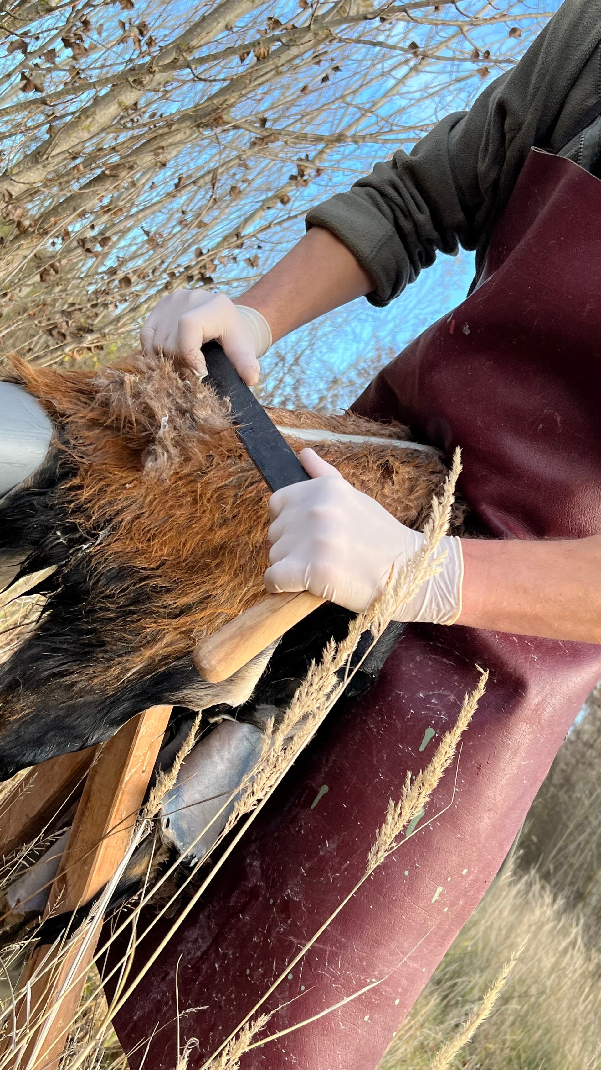 "Haarseite eines Fells wird von Hand mit einem Schaber bearbeitet – traditionelles Gerben bei WildLederFeuer“