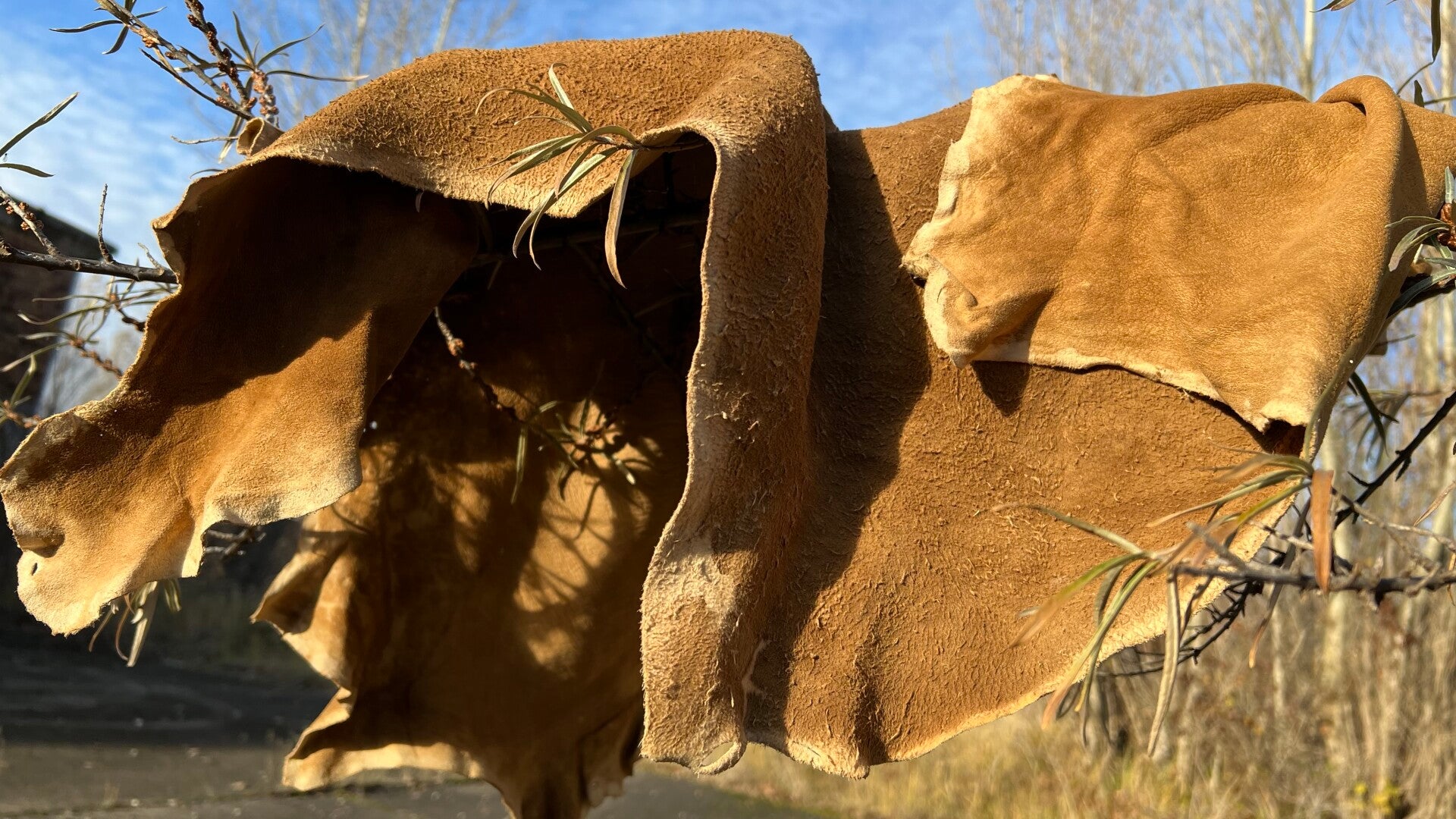 "Frisch gegerbtes Wildleder hängt auf einem Zweig zum Trocknen“