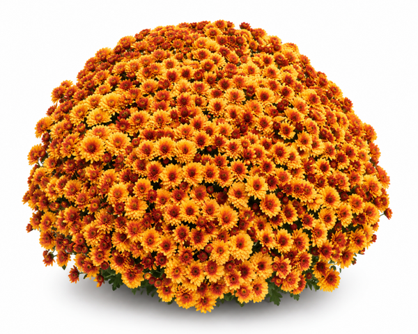 Tanoki Orange