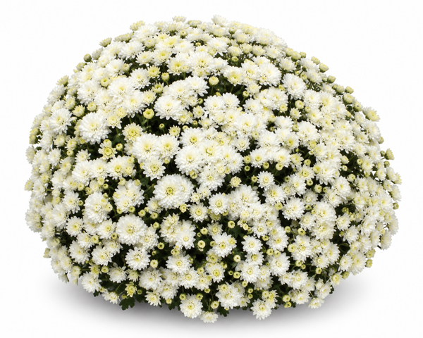 Jasoda White