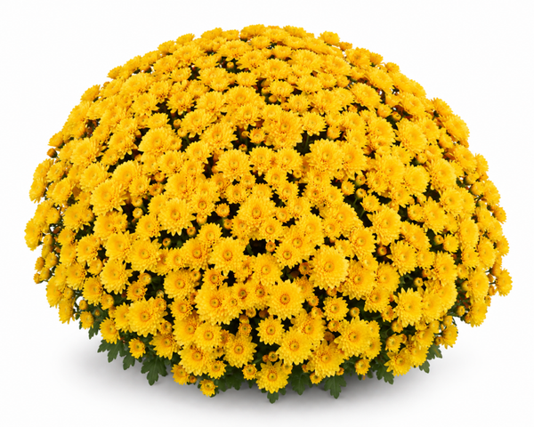 Tanoki Yellow