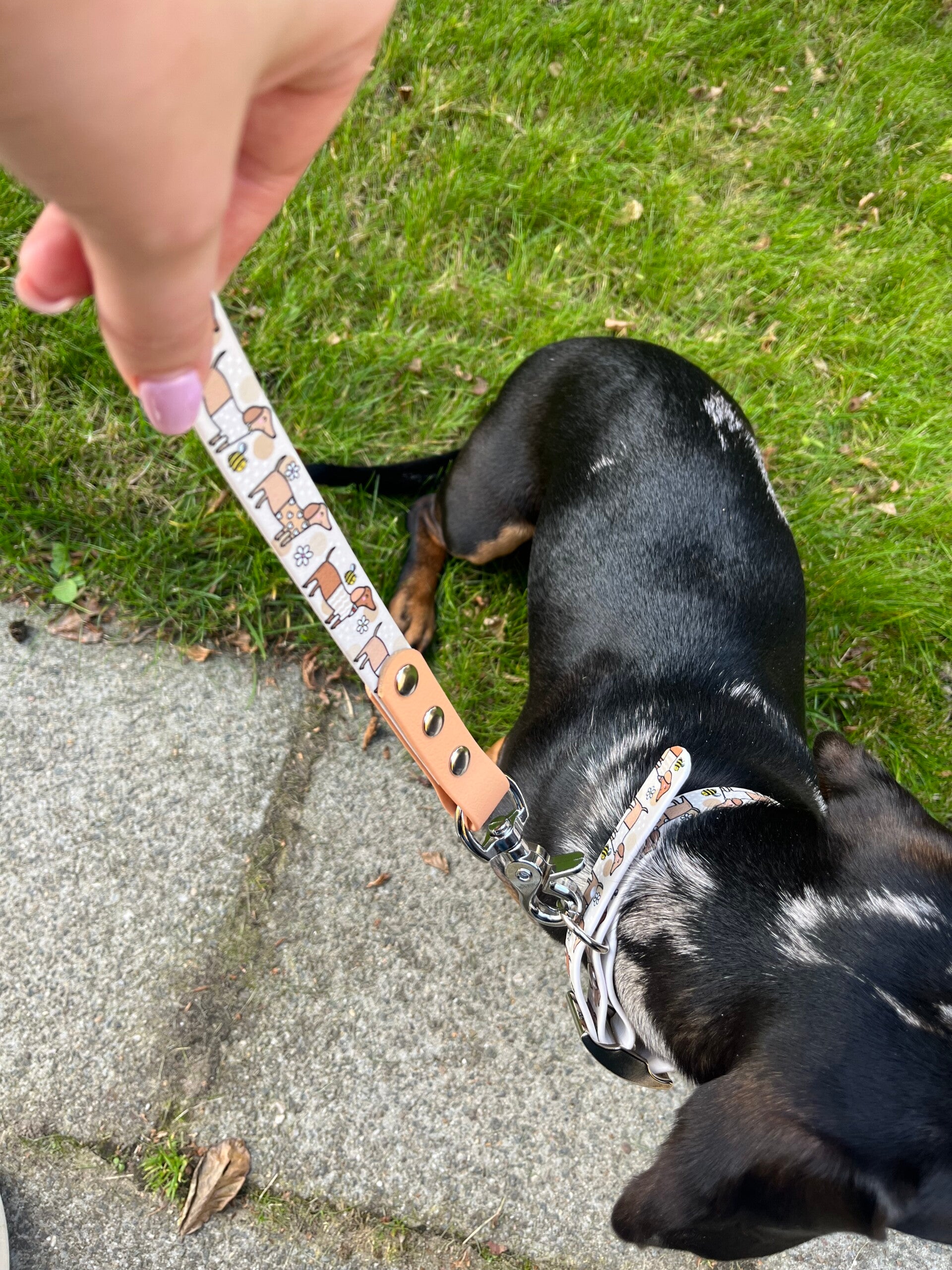 Bee Happy Dachshund - Leiband