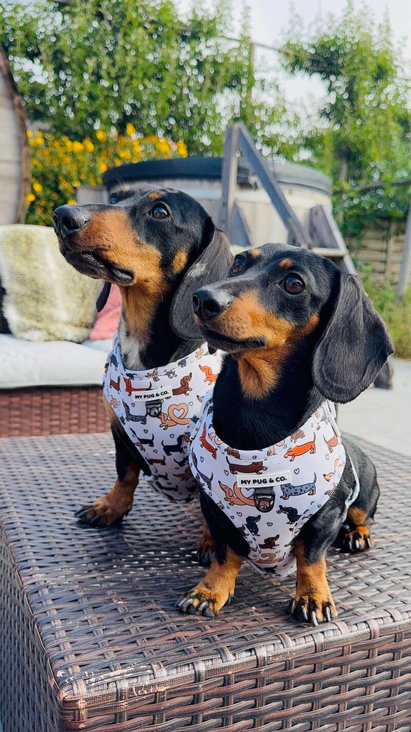 Harnas met teckelprint