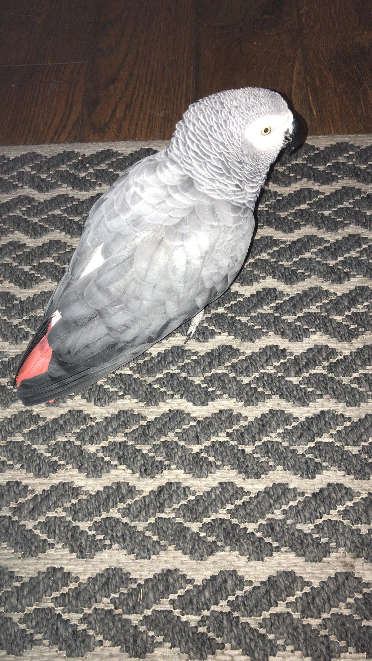 rainbowparrotrescue